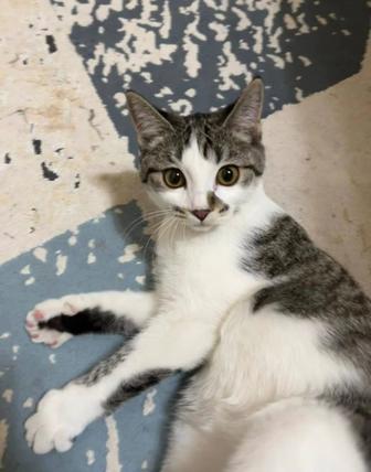 Котенок Лунтик