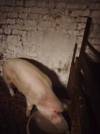 Продам молодого кабана производителя 6 мес.