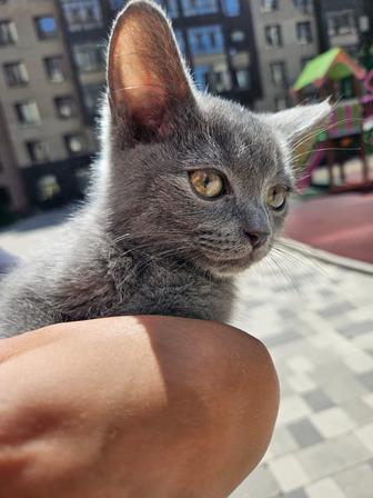 Отдам котенка