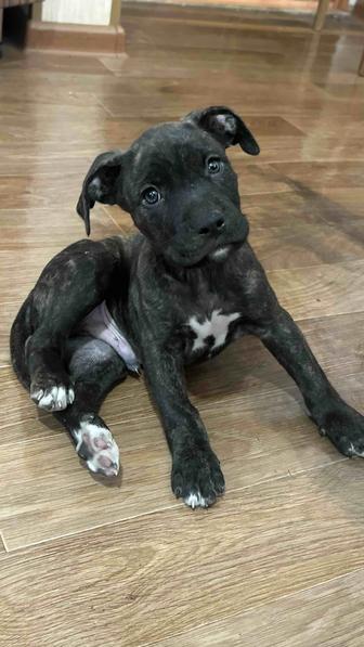 Щенок питбуль