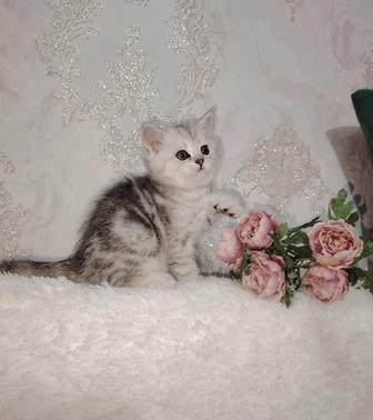Очаровательные котята шотландцы золотая и серебристая шиншилла