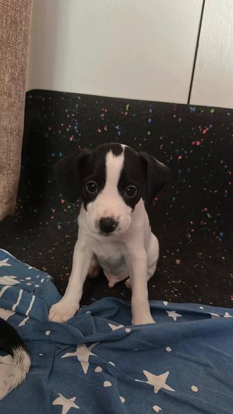 Щенок Джек Рассел