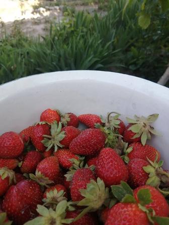 Рассада малины, клубники, саженцы черешни(ранняя) , рассада цветов