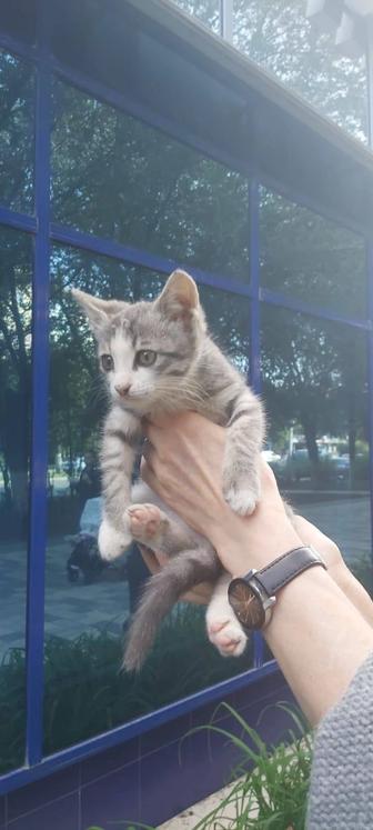Отдам котика в добрые руки