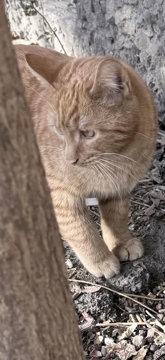 Отдам в добрые ручки мальчика 7 мес, рыжий