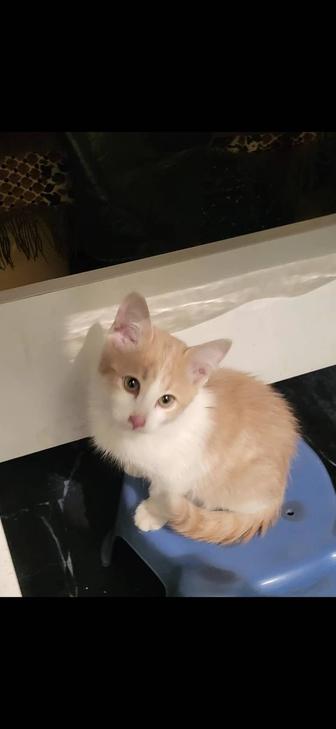 Котенок в семью