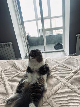 Животные (кошка)