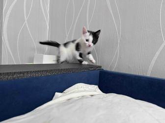 Отдам котят в добрые ручки