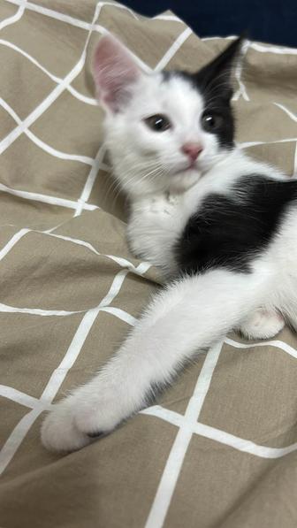 Отдам котят в добрые ручки