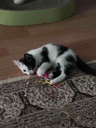 Отдам котенка в добрые ручки