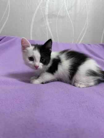 Отдам котят в добрые ручки