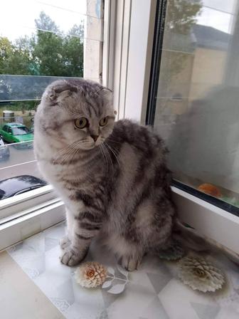 Отдаю кошку срочно