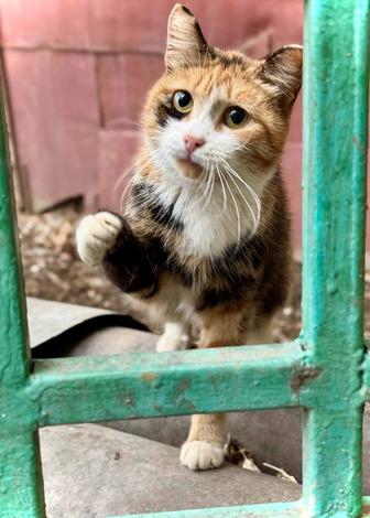 Отдам кошку, ищу дом