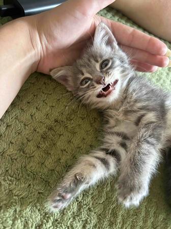 Котенок в добрые руки