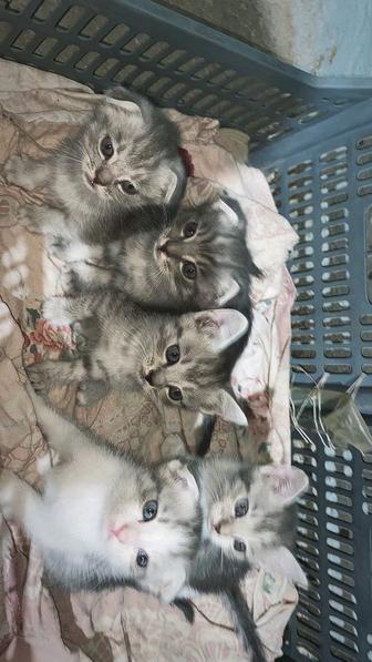 Котята
