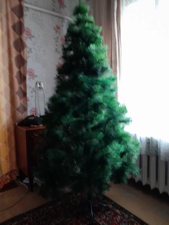 Ёлки новогодние. Сапожная лапа