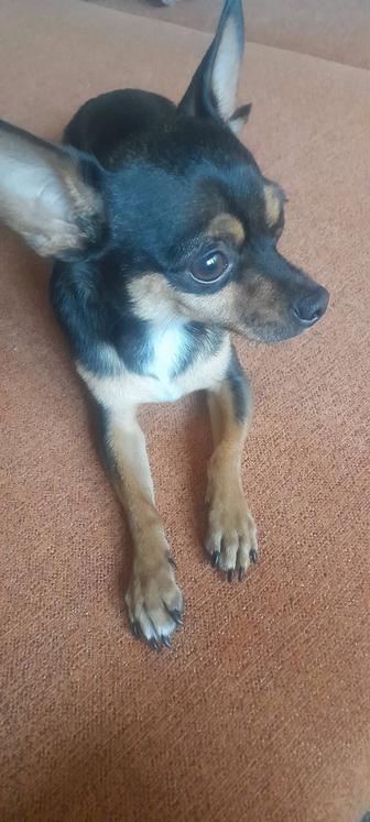 Той терьер продажа