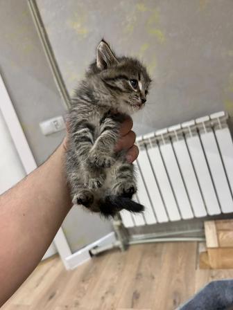 Отдам котят в хорошие руки