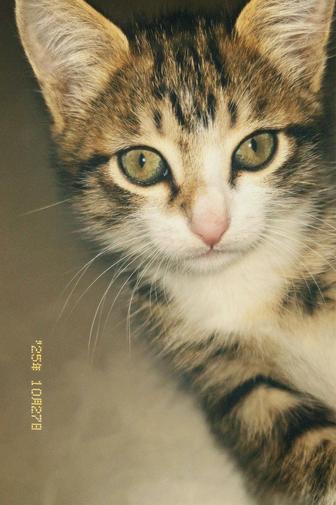 Отдам кошку в хорошие руки