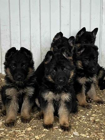 Продаю щенков немецкой овчарки