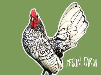 Инкубационные яйца куры породистые, стабильный вывод