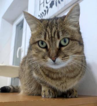 Кошечка Мария в добрые руки