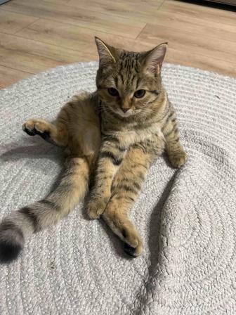 Котенок