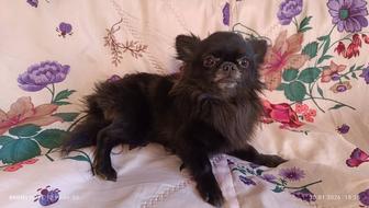 Кобель Чихуахуа на вязку