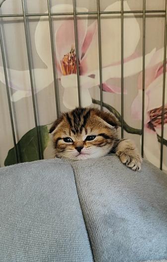 Бронь на шотландских вислоухих котят