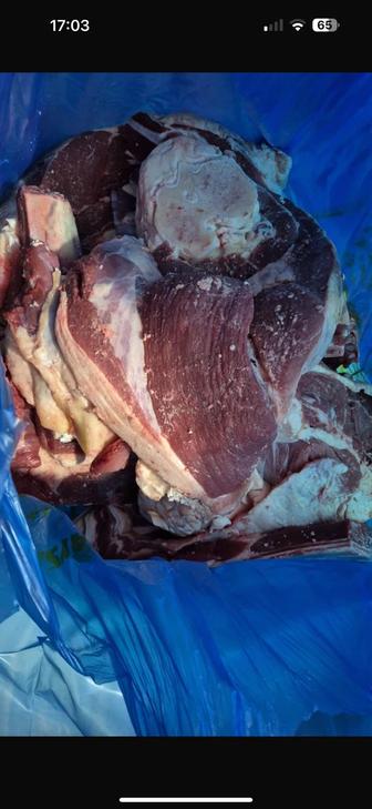 Соғым еті (сиыр, жылқы)