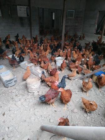 Продам цыплят кучинской породы возраст от 3 месяцев до 4 х