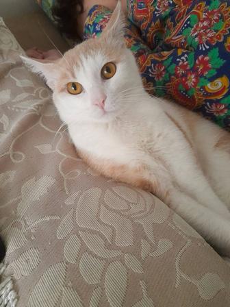 Ищем добрую, заботливую, любящую семью для котика