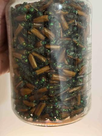 Алтын коныз свежий майский жук золотой жук алтын қоңыз простатит