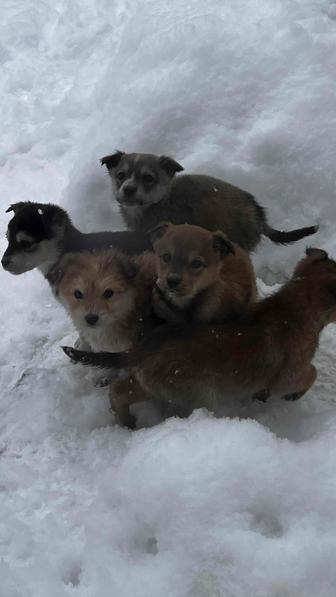 Отдам в добрые руки щенки