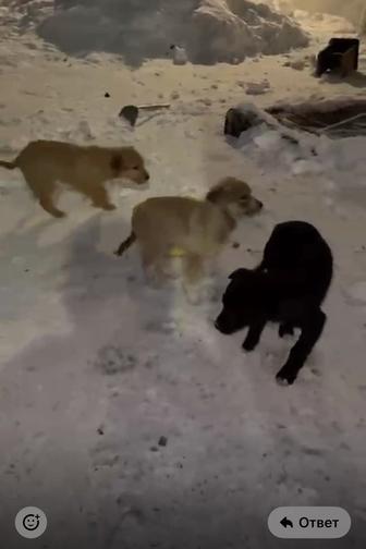 Отдам в добрые руки щенки