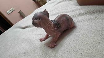 Продается котенок сфинкс девочка