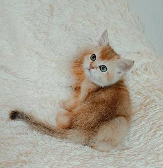 Котятам Шиншиллы золото и серебро