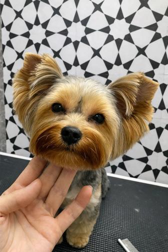 Студия груминга НЯШКА стрижка собак и кошек