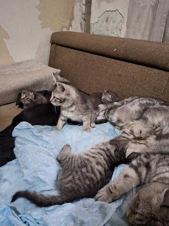 отдам котенка(тят)