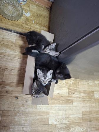 отдам котенка(тят)