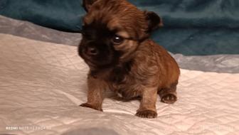 Бронь щенок Чихуахуа