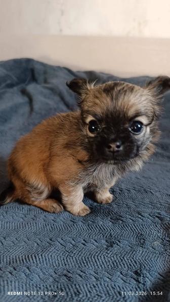 Щенок Чихуахуа
