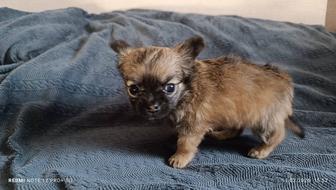 Щенок Чихуахуа