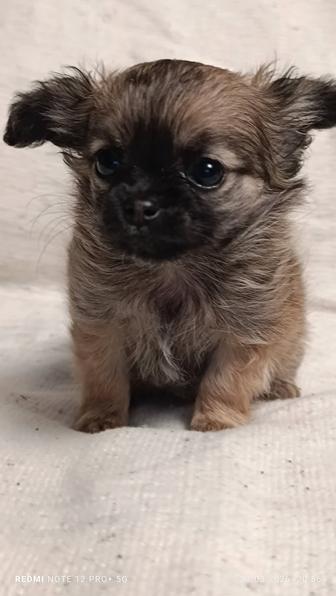 Щенок Чихуахуа