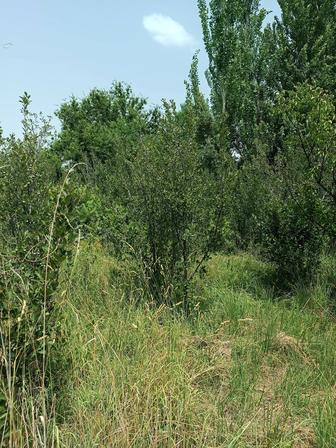 Продам терн кустарник -дерево