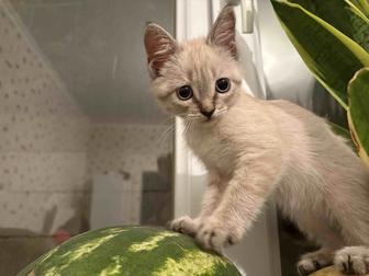 Кошки