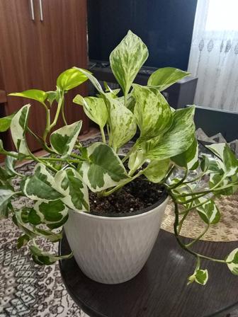 Эпипремнум золотистый микс