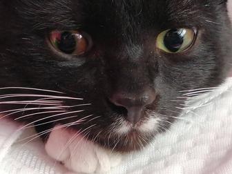 Кот АНАТОЛИЙСКИЙ по имени ФОКСС.