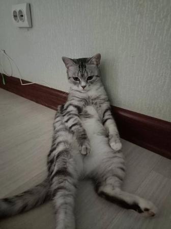 Кошка в хорошие руки