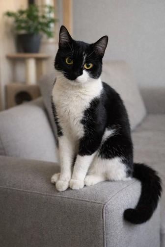 Отдам в добрые руки котенка